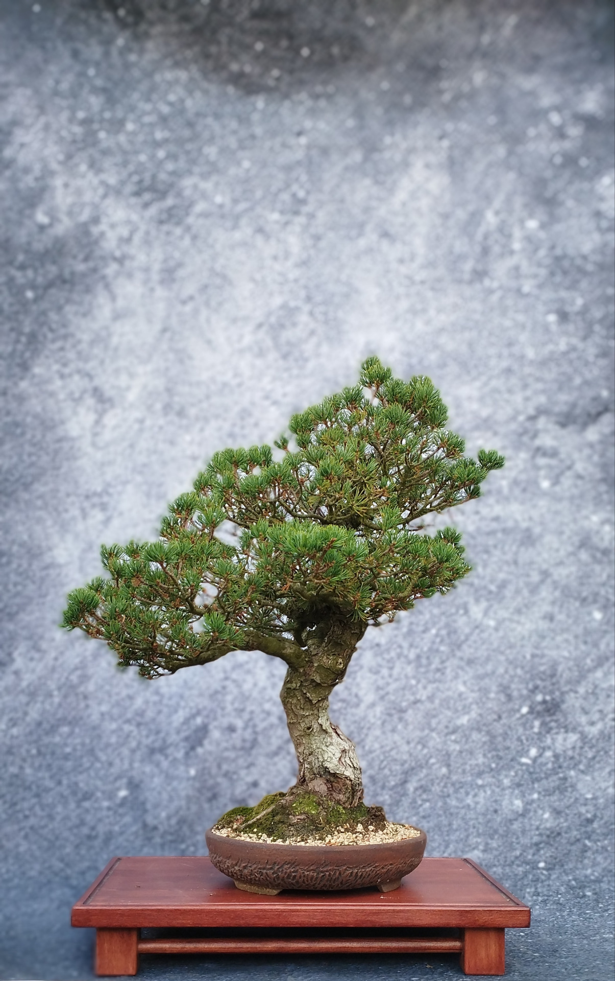 Borovice drobnokvětá