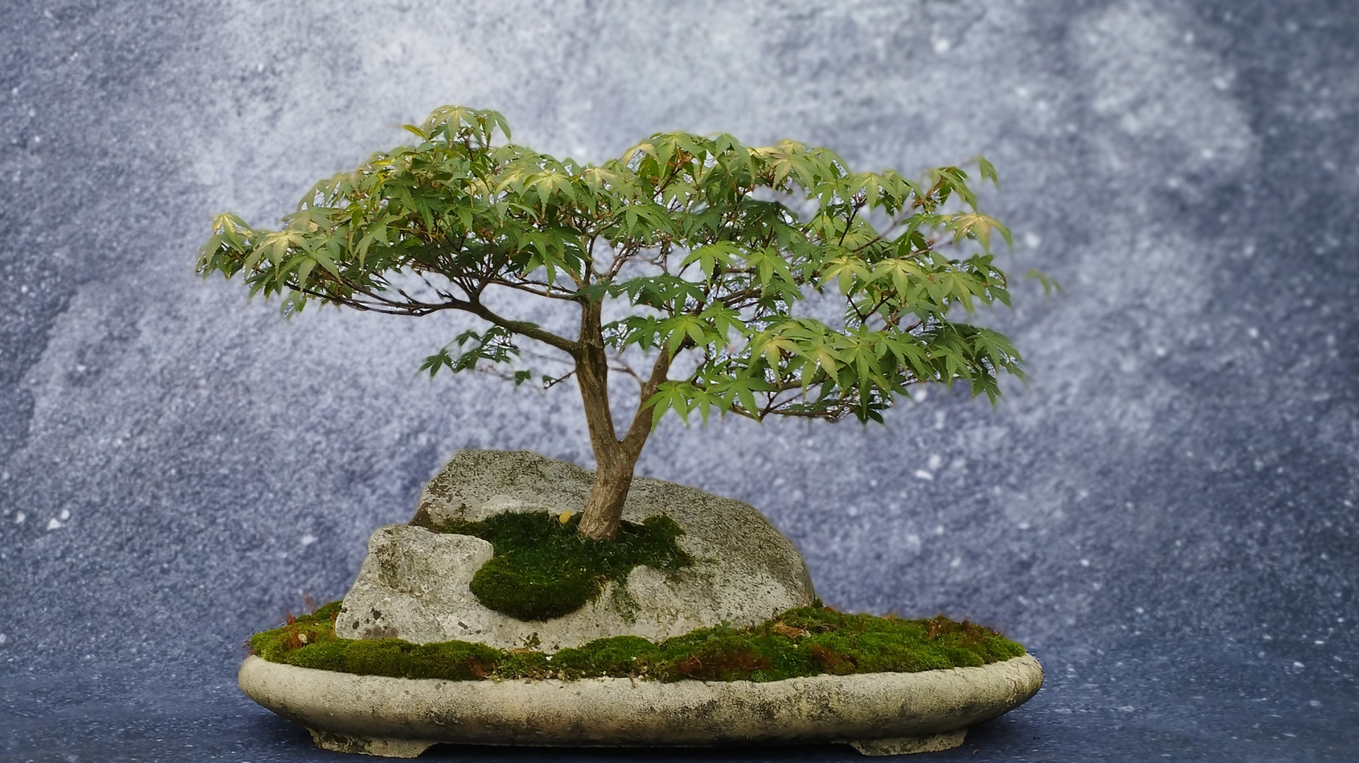 Javor dlaňolistý cv. Katsura