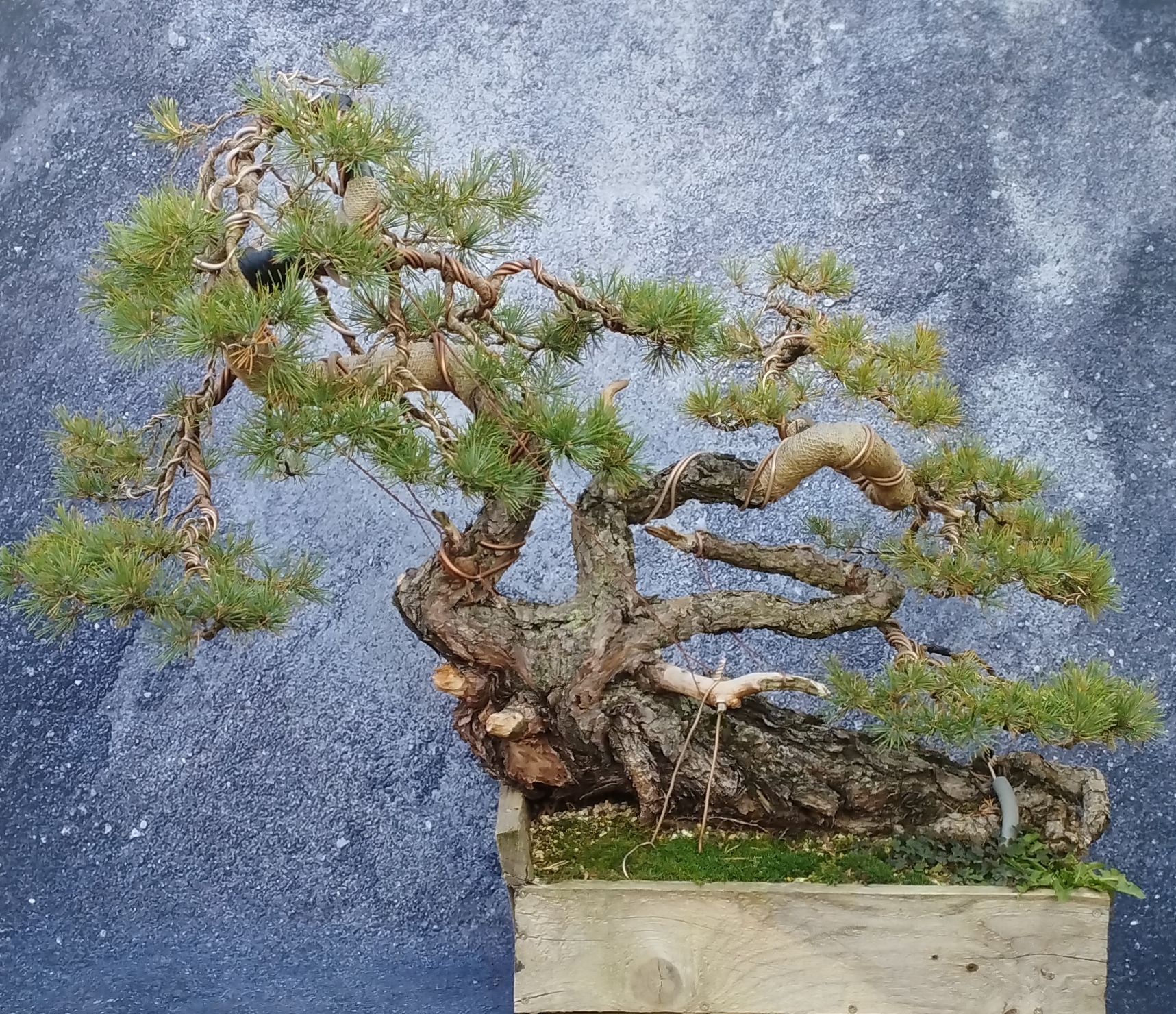 Borovice lesní ležící